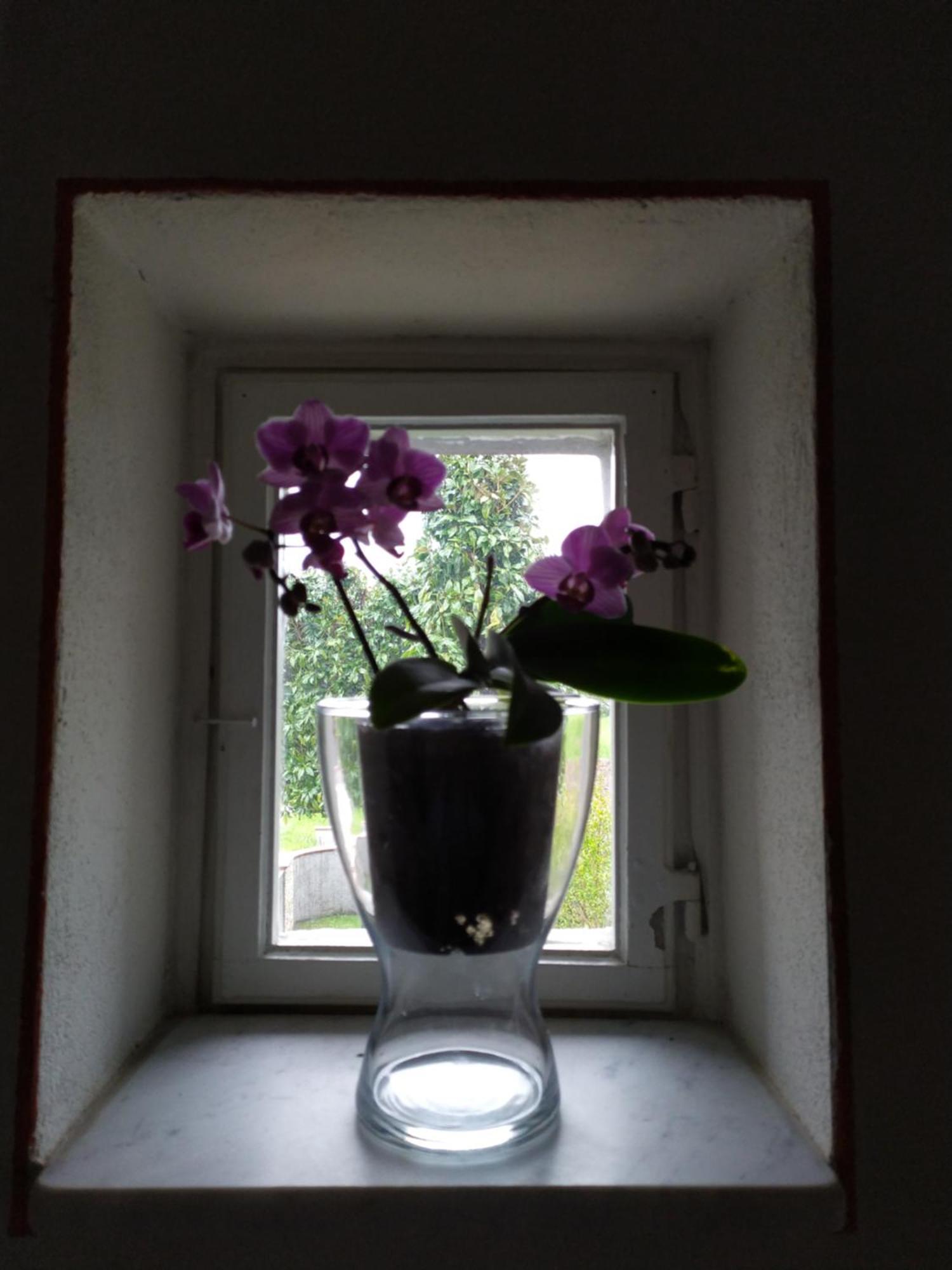 Le Rondini Di San Donato Bed & Breakfast Lucca Bagian luar foto